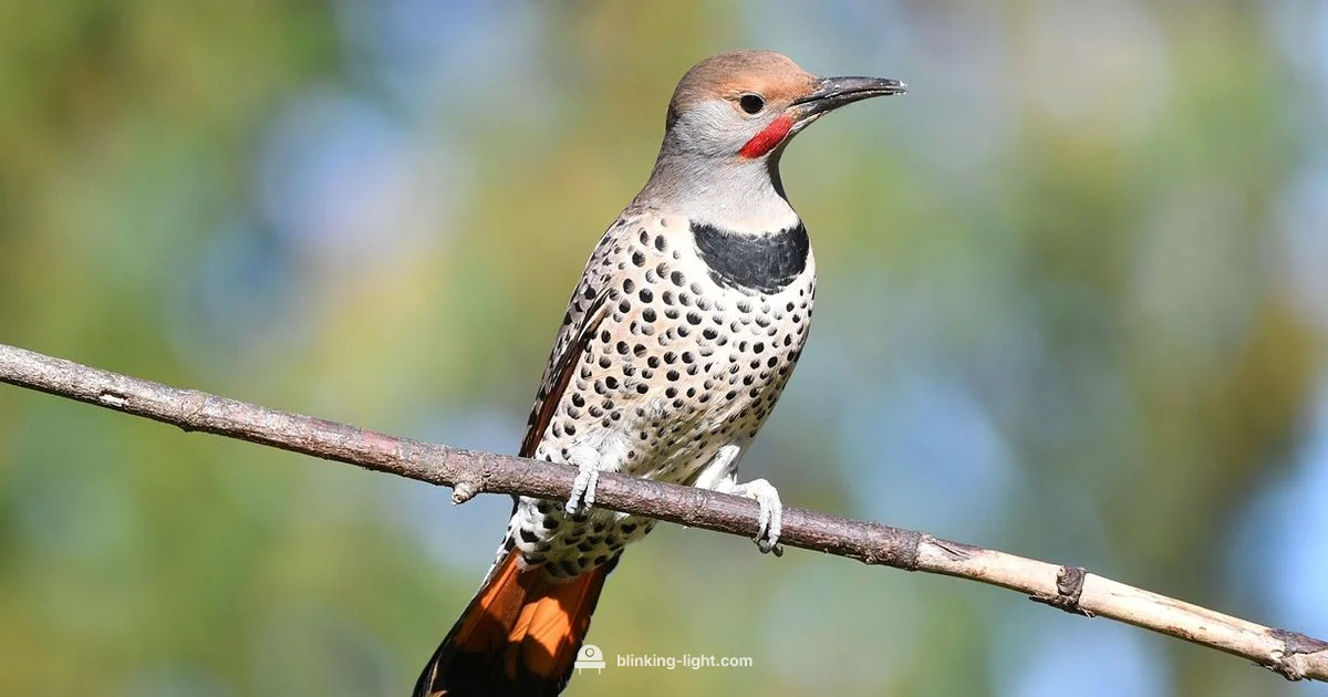 Far Field Flicker - Blinking Light
