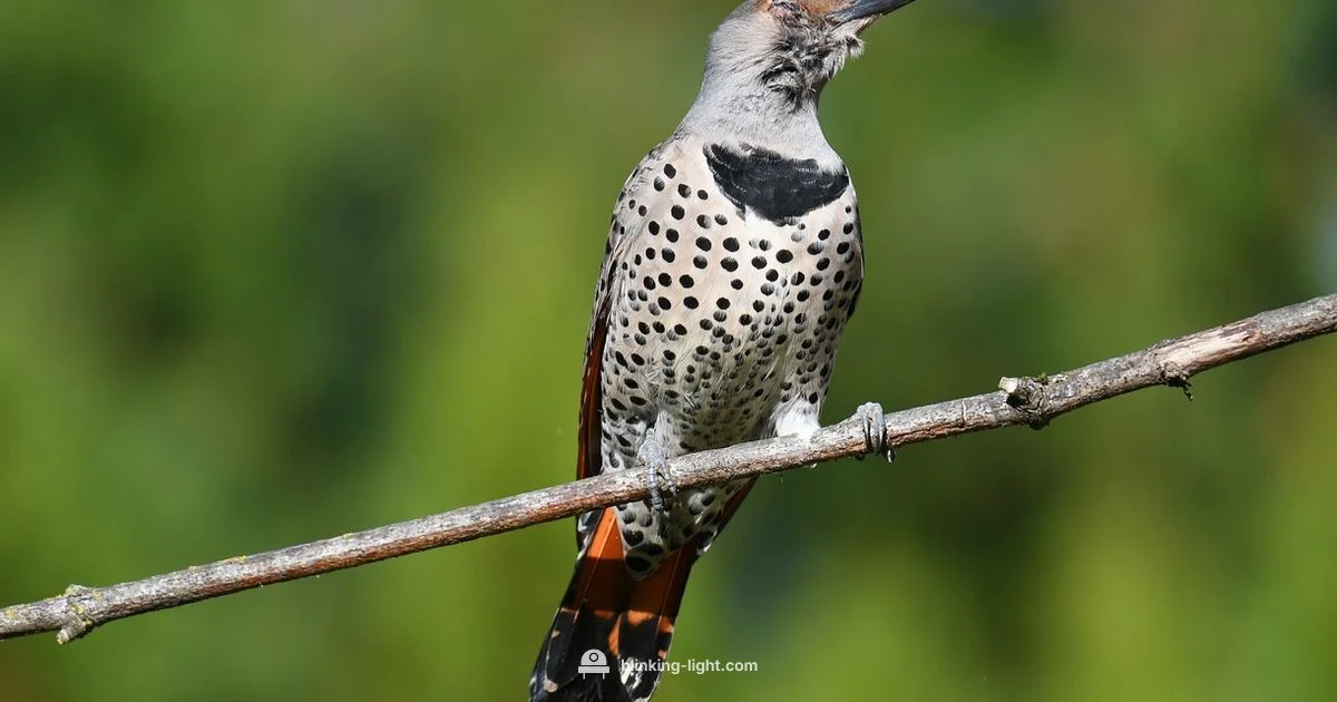 Fix Video Flicker - Blinking Light