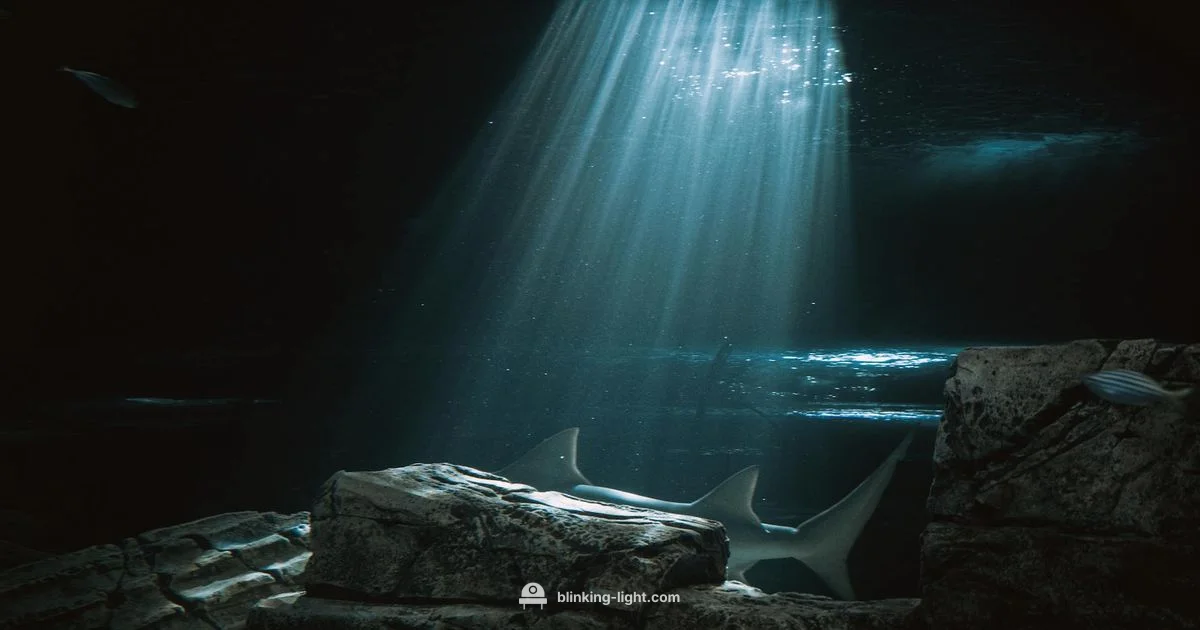 Shark Indicator Guide Shark Indicator Guide - Blinking Light