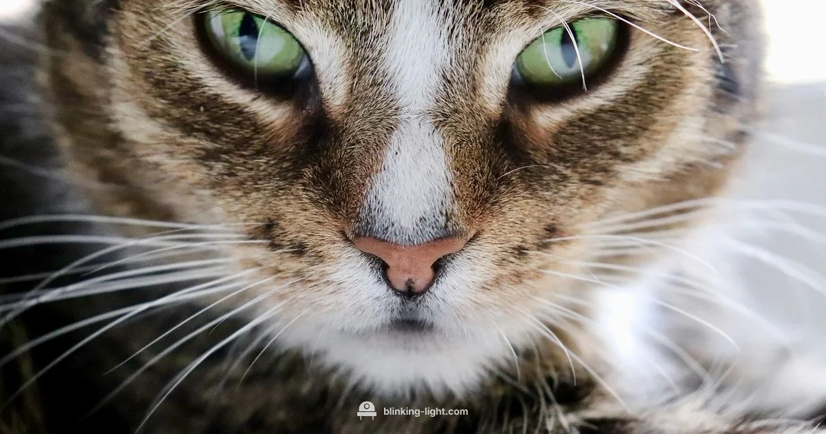 Cat Safe Lighting - Blinking Light