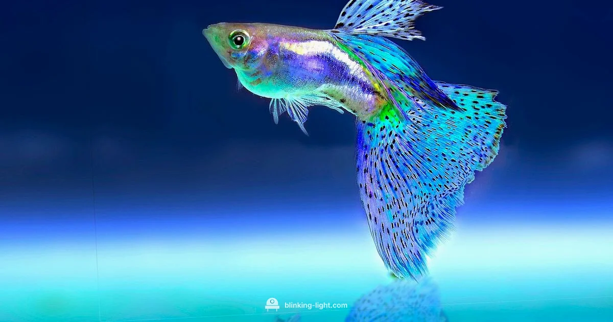 Flashing Lights and Fish - Blinking Light