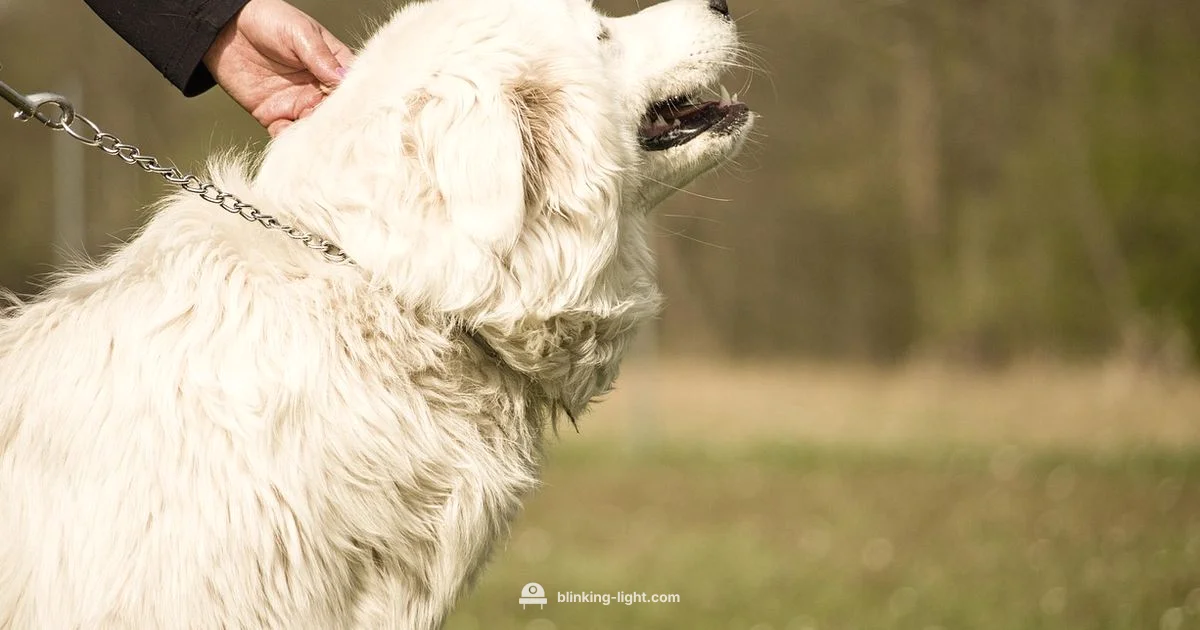 Best Collar Lights - Blinking Light
