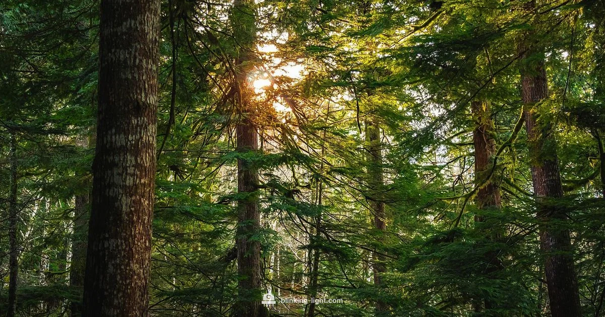 Green Light Decode - Blinking Light