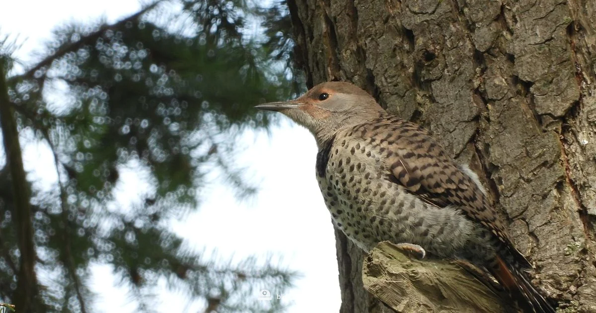 Flicker Fix Flicker Fix - Blinking Light