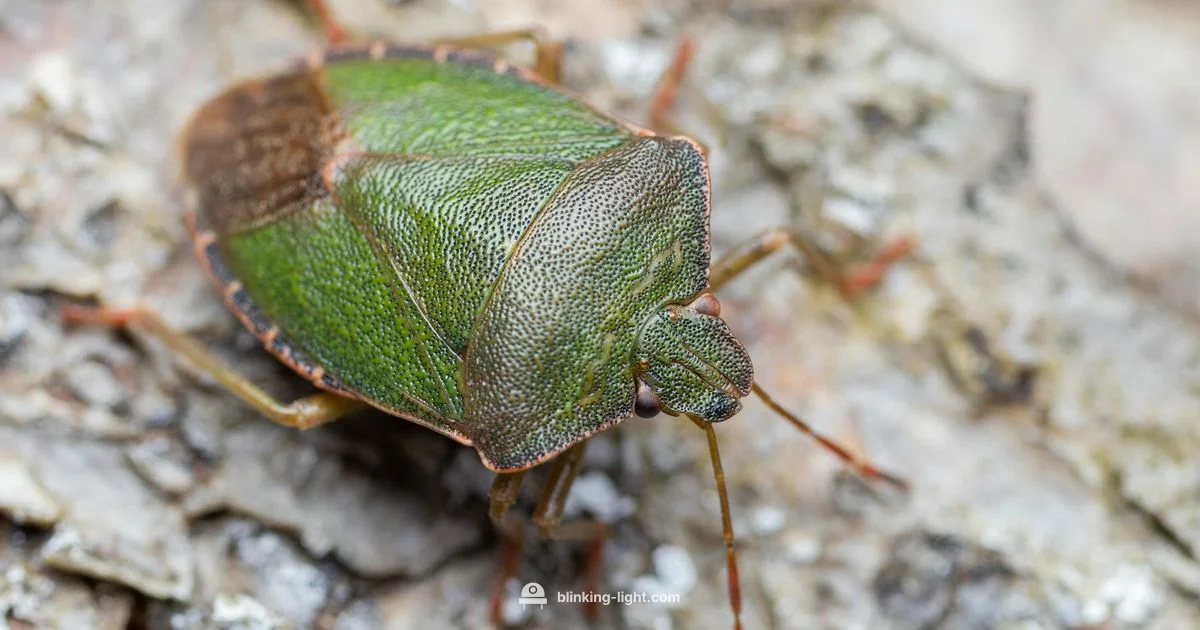 Zevo Blinking Light Fix