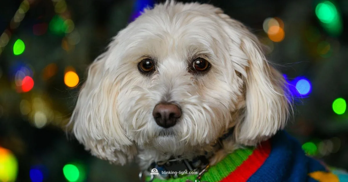 Flashing Lights and Dogs - Blinking Light